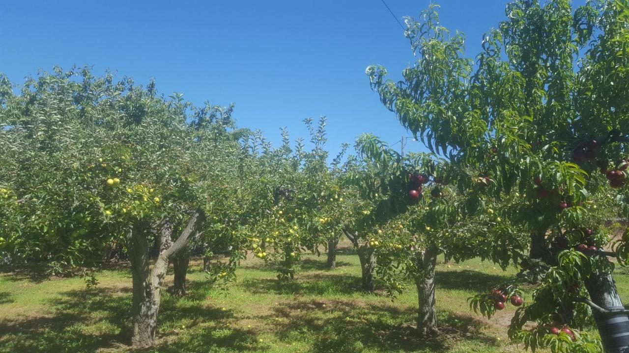 Quinta Do Serrado De Belmonte Belmonte  Exterior photo